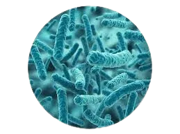 CleanseSana ingredient